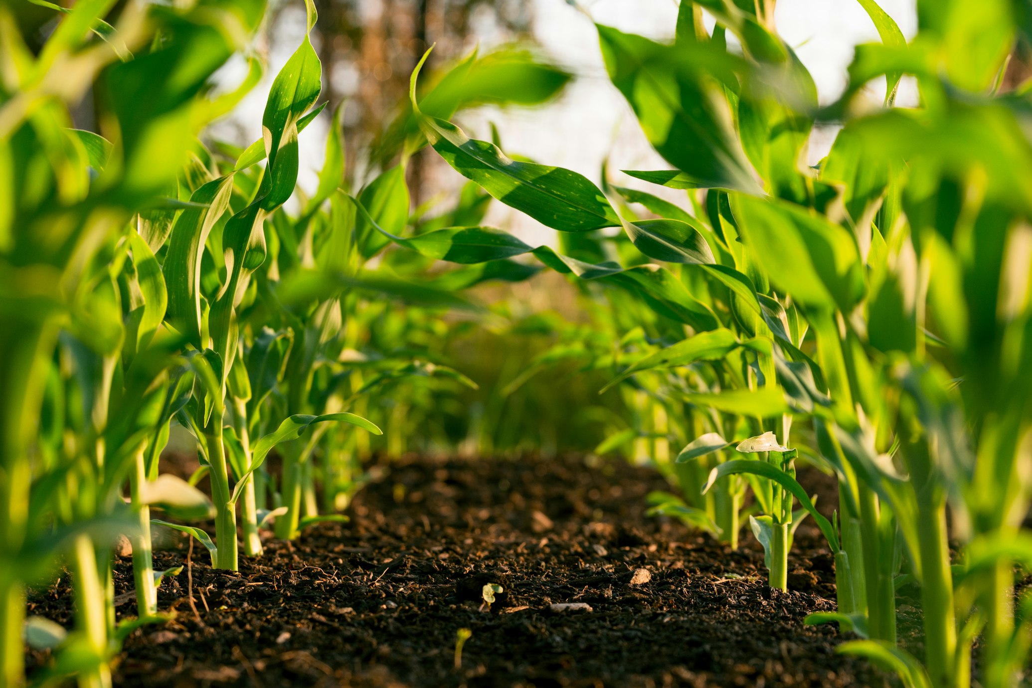 EL ABB Agricultural Invests in Advanced Farming Technology